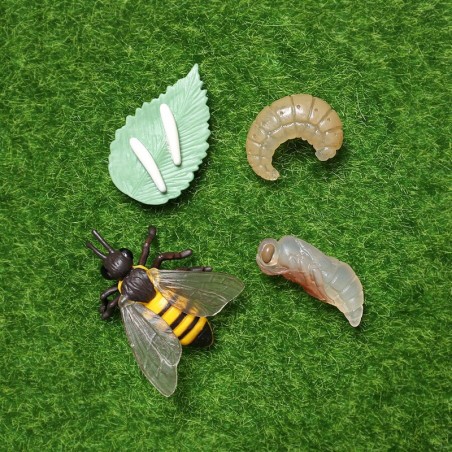 ensemble de 4 Figurines éducatives cycle de croissance d'une abeille